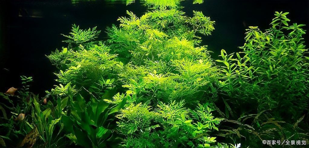 有哪些適合龍魚缸草缸的水草？（適合龍魚缸和草缸的水草推薦） 有哪些適合龍魚缸草缸的水草？（適合龍魚缸和草缸的水草推薦） 龍魚百科 第9張