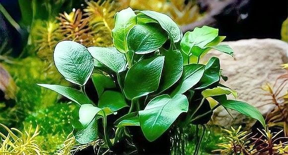 有哪些適合龍魚缸草缸的水草？（適合龍魚缸和草缸的水草推薦） 有哪些適合龍魚缸草缸的水草？（適合龍魚缸和草缸的水草推薦） 龍魚百科 第10張