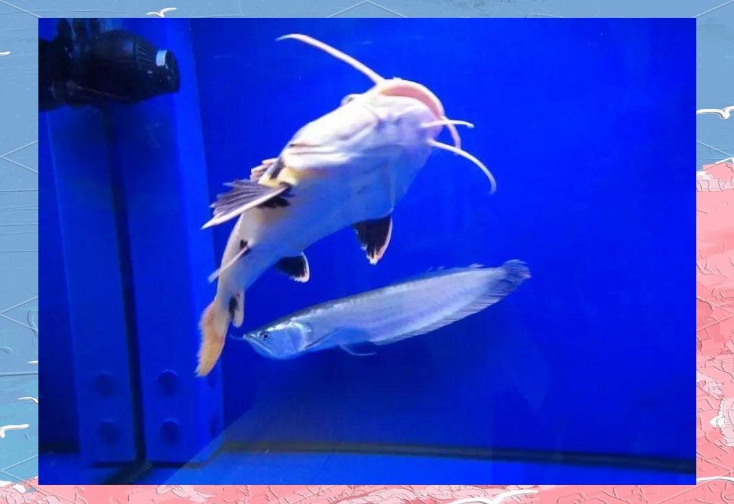 七星刀魚和哪些魚混養(yǎng)最佳？（七星刀魚混養(yǎng)注意事項有哪些七星刀魚混養(yǎng)的五個注意事項）