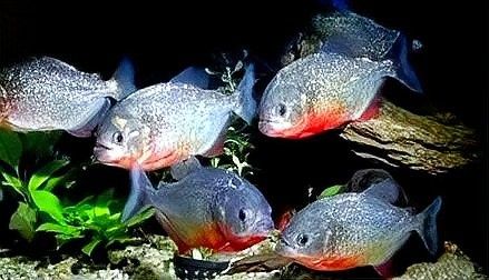 七星刀魚和哪些魚混養(yǎng)最佳？（七星刀魚混養(yǎng)注意事項有哪些七星刀魚混養(yǎng)的五個注意事項）