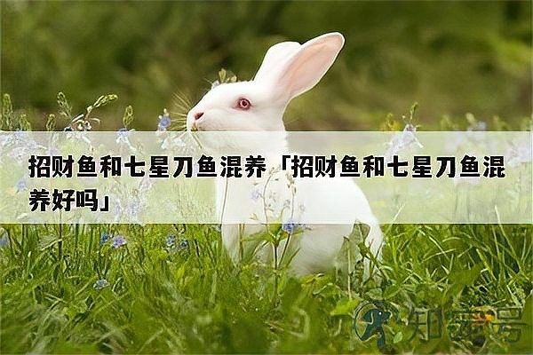 七星刀魚和哪些魚混養(yǎng)最佳？（七星刀魚混養(yǎng)注意事項有哪些七星刀魚混養(yǎng)的五個注意事項）