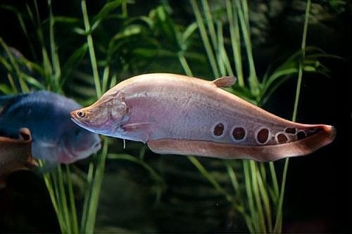 七星刀魚和哪些魚混養(yǎng)最佳？（七星刀魚混養(yǎng)注意事項有哪些七星刀魚混養(yǎng)的五個注意事項）