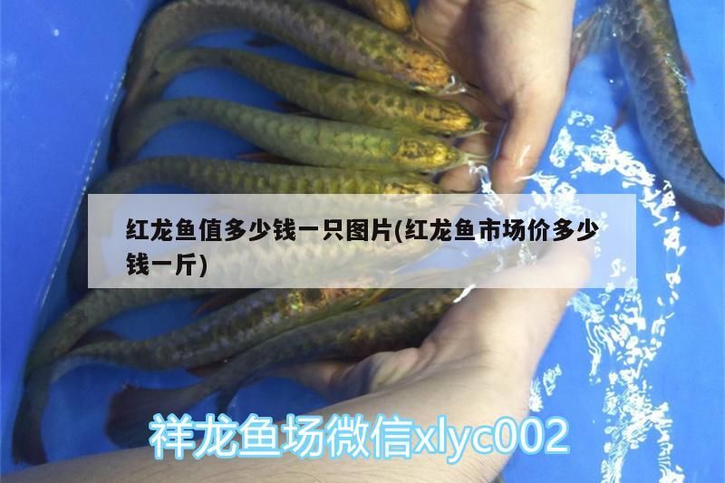 六盤水觀賞魚批發市場地址電話號碼（六盤水水產批發市場在哪里）（<strong><mark>上海</mark></strong>六盤水觀賞魚批發市場，興義市興創海鮮魚批發市場）