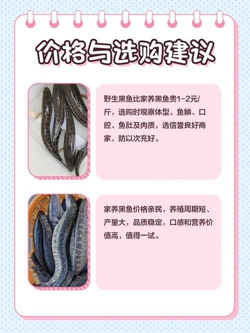 黑魚和龍魚哪個更適合新手 龍魚百科 第5張 黑魚和龍魚哪個更適合新手 黑魚和龍魚哪個更適合新手 龍魚百科 第5張