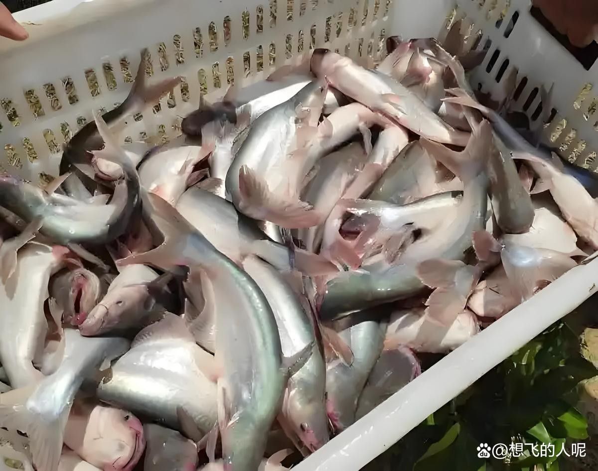 黑魚和龍魚哪個更適合新手 黑魚和龍魚哪個更適合新手 龍魚百科 第9張