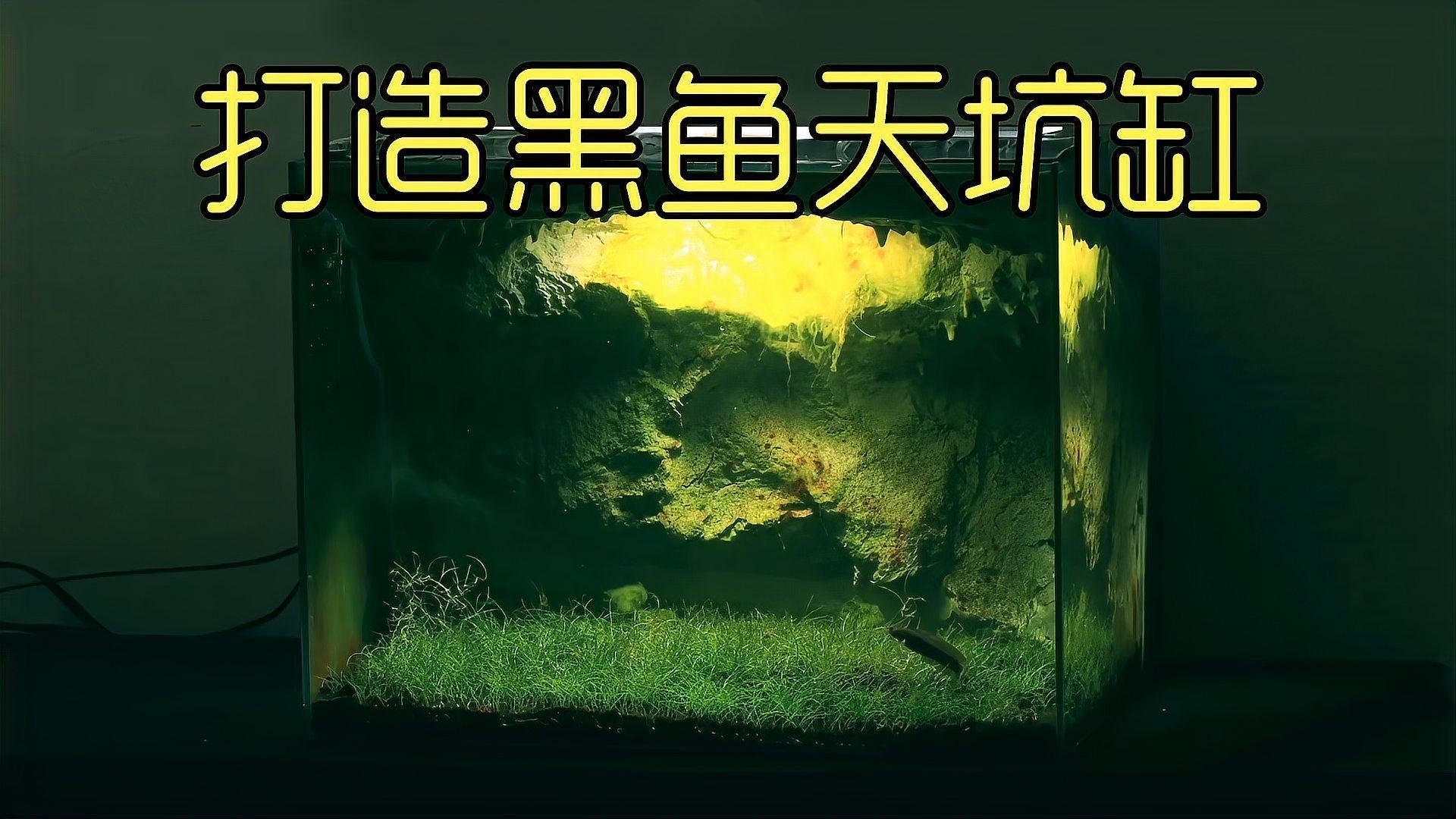 黑魚和龍魚哪個更適合新手 黑魚和龍魚哪個更適合新手 龍魚百科 第8張
