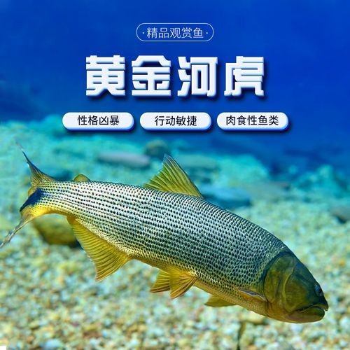 黃金河虎和龍魚哪個(gè)更適合新手（黃金河虎和龍魚哪個(gè)更貴？）