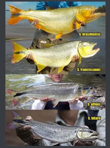 黃金河虎和龍魚哪個(gè)更適合新手（黃金河虎和龍魚哪個(gè)更貴？）