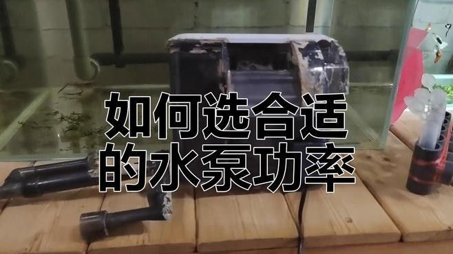 80的魚缸養金龍魚需要多大的功率過濾器（80升的魚缸用多大功率過濾器合適） 80的魚缸養金龍魚需要多大的功率過濾器（80升的魚缸用多大功率過濾器合適） 龍魚百科 第3張