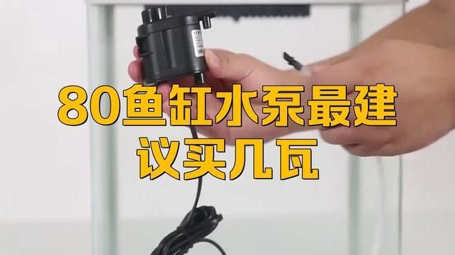 80的魚缸養金龍魚需要多大的功率過濾器（80升的魚缸用多大功率過濾器合適） 80的魚缸養金龍魚需要多大的功率過濾器（80升的魚缸用多大功率過濾器合適） 龍魚百科 第2張