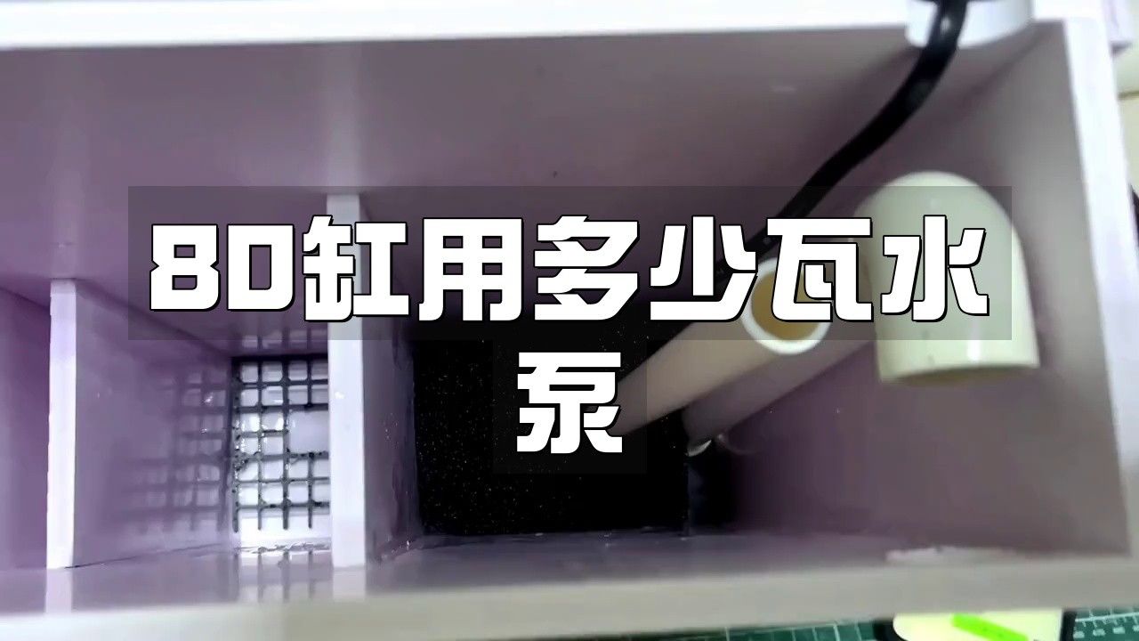 80的魚缸養金龍魚需要多大的功率過濾器（80升的魚缸用多大功率過濾器合適） 80的魚缸養金龍魚需要多大的功率過濾器（80升的魚缸用多大功率過濾器合適） 龍魚百科 第1張