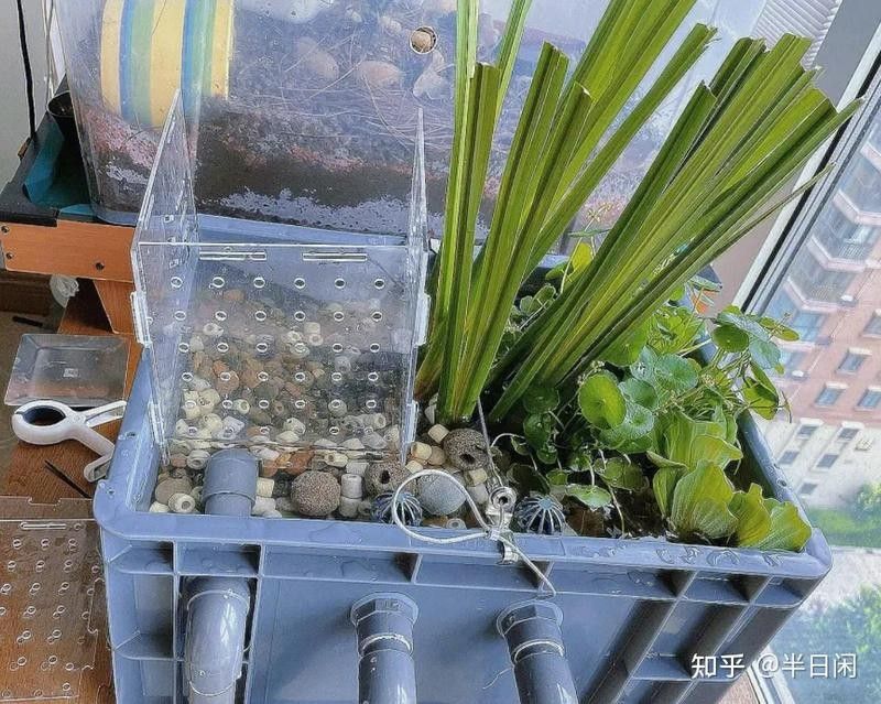 80的魚缸養金龍魚需要多大的功率過濾器（80升的魚缸用多大功率過濾器合適） 80的魚缸養金龍魚需要多大的功率過濾器（80升的魚缸用多大功率過濾器合適） 龍魚百科 第8張