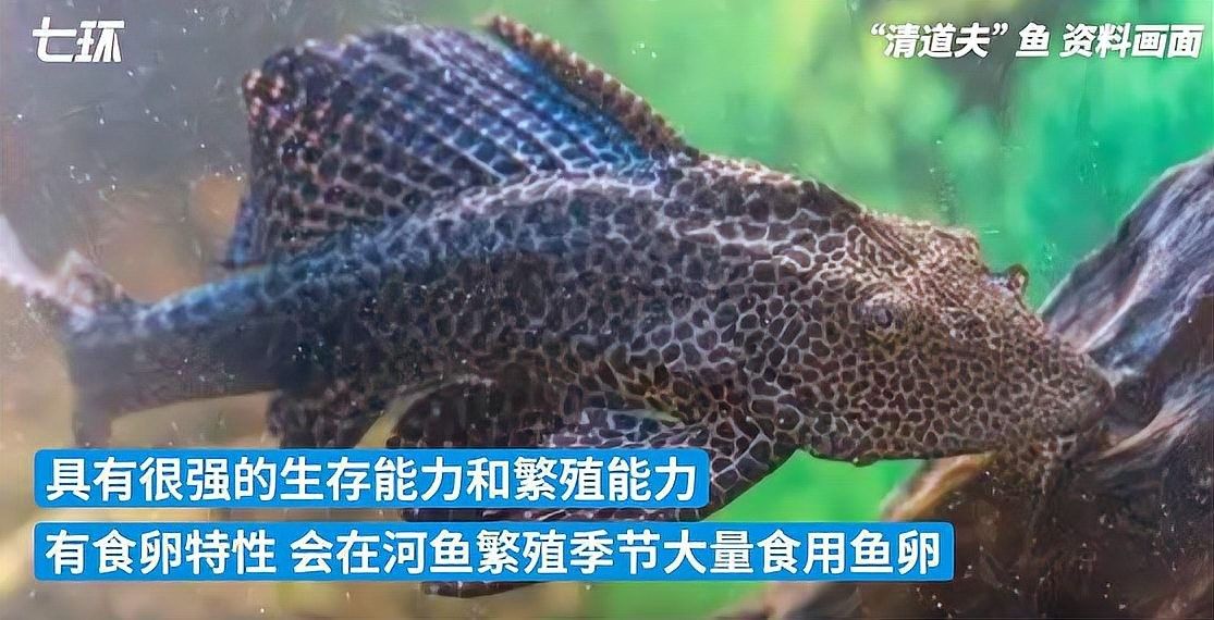 清道夫被金龍魚吃了怎么辦？（清道夫被金龍魚吃了怎么辦，金龍魚吃了會有什么后果）