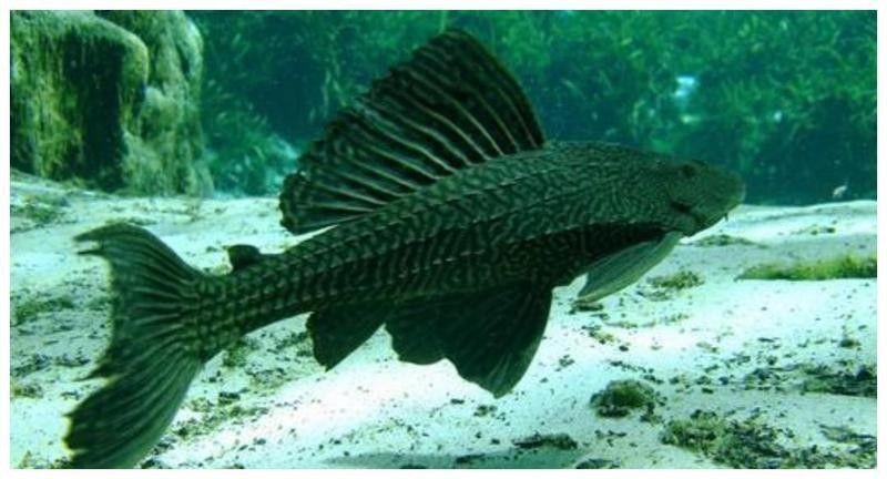 清道夫被金龍魚吃了怎么辦？（清道夫被金龍魚吃了怎么辦，金龍魚吃了會有什么后果）