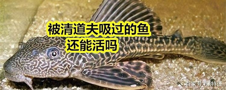 清道夫被金龍魚吃了怎么辦？（清道夫被金龍魚吃了怎么辦，金龍魚吃了會有什么后果）
