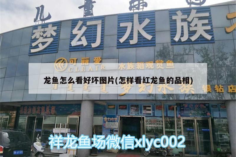 龍魚怎么看好壞圖片(怎樣看紅龍魚的品相)（金龍魚怎么看好壞圖片）