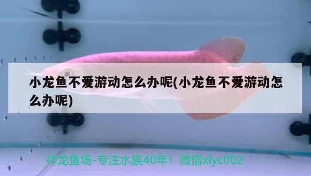 紅龍魚 小龍魚不愛游動怎么辦呢(小龍魚不愛游動怎么辦呢)(小龍魚不愛游動怎么辦) 觀賞魚百科 小龍魚不愛游動怎么辦呢(小龍魚不愛游動怎么辦呢)(小龍魚不愛游動怎么辦) 小龍魚不愛游動怎么辦呢(小龍魚不愛游動怎么辦呢)(小龍魚不愛游動怎么辦) 觀賞魚百科