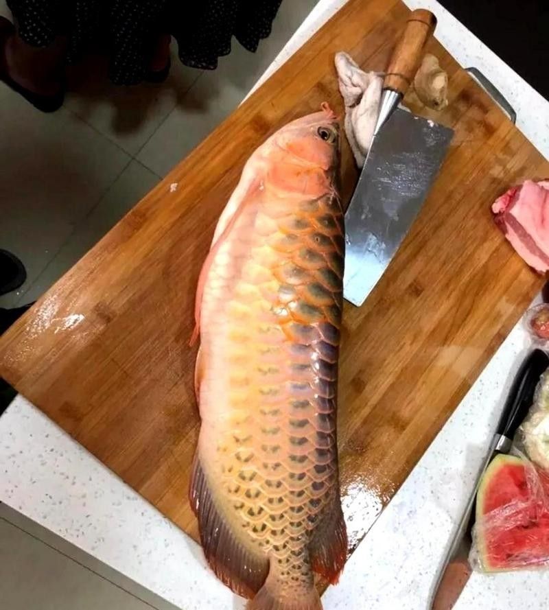 金龍魚的食物是什么（金龍魚吃什么食物最好） 金龍魚的食物是什么（金龍魚吃什么食物最好） 龍魚百科 第1張