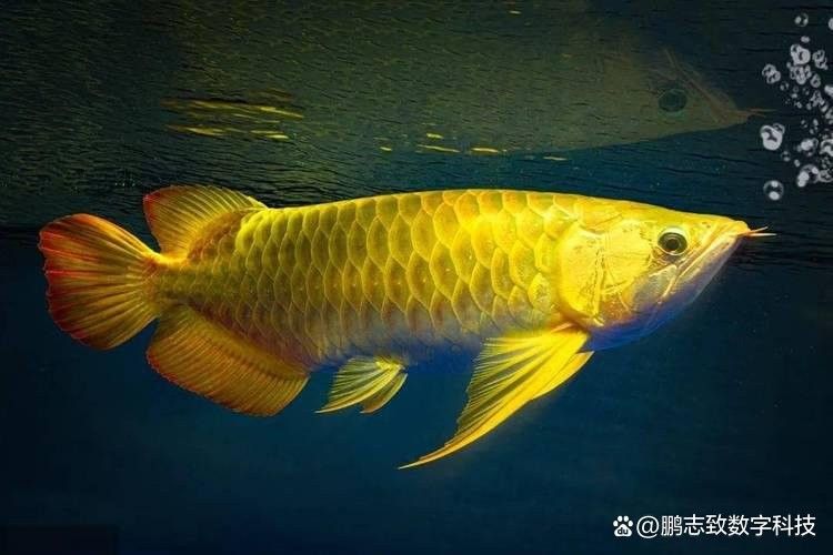 金龍魚的食物是什么（金龍魚吃什么食物最好） 金龍魚的食物是什么（金龍魚吃什么食物最好） 龍魚百科 第11張