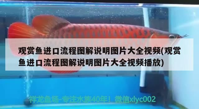 觀賞魚進(jìn)口流程圖解說明圖片大全視頻(觀賞魚進(jìn)口流程圖解說明圖片大全視頻播放)（觀賞魚進(jìn)口流程圖解） 觀賞魚進(jìn)口流程圖解說明圖片大全視頻(觀賞魚進(jìn)口流程圖解說明圖片大全視頻播放)（觀賞魚進(jìn)口流程圖解） 觀賞魚百科