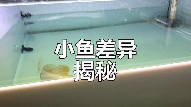 如何區(qū)分金頭龍魚(yú)和過(guò)背龍魚(yú)的品質(zhì)（頭龍魚(yú)和過(guò)背龍魚(yú)的區(qū)別） 如何區(qū)分金頭龍魚(yú)和過(guò)背龍魚(yú)的品質(zhì)（頭龍魚(yú)和過(guò)背龍魚(yú)的區(qū)別） 龍魚(yú)百科 第9張
