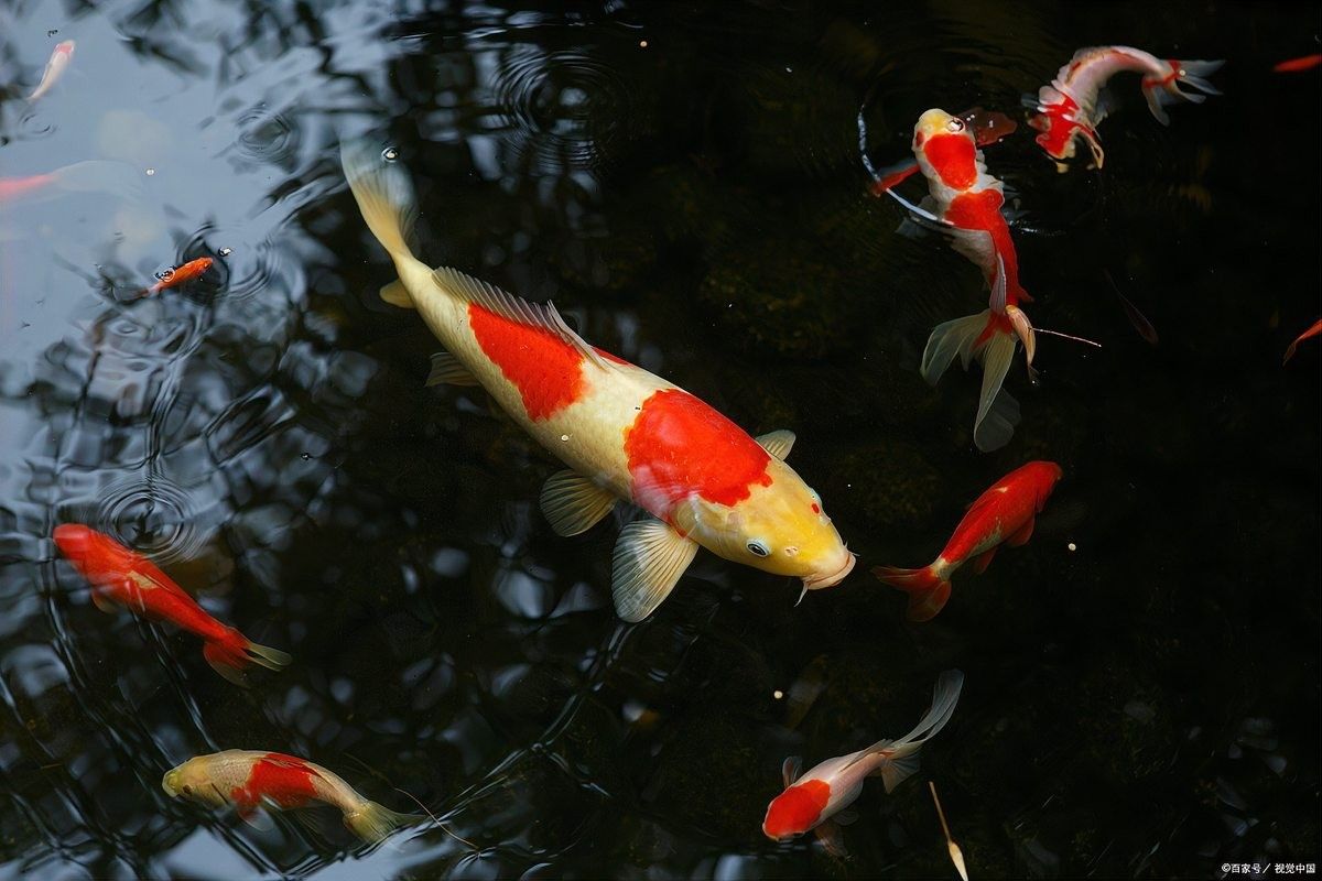 龍魚和錦鯉混養(yǎng)需要多大的魚缸？（龍魚可以和錦鯉混養(yǎng)嗎）