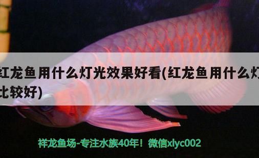巴彥淖爾水族批發市場地址電話號(巴彥淖爾水族批發市場地址電話號碼是多少)(內蒙古哪里有批發市場) 觀賞魚百科 第3張 巴彥淖爾水族批發市場地址電話號(巴彥淖爾水族批發市場地址電話號碼是多少)(內蒙古哪里有批發市場) 巴彥淖爾水族批發市場地址電話號(巴彥淖爾水族批發市場地址電話號碼是多少)(內蒙古哪里有批發市場) 觀賞魚百科 第3張
