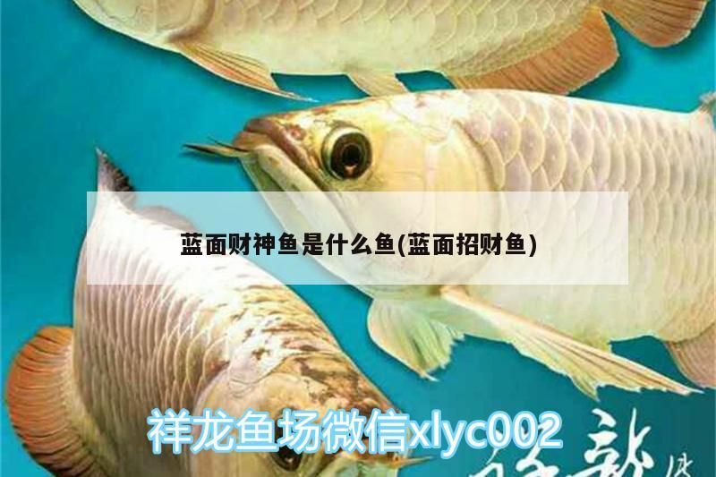 藍(lán)面財(cái)神魚(yú)是什么魚(yú)(藍(lán)面招財(cái)魚(yú))（像招財(cái)魚(yú)一樣有兩條絲鰭的是什么魚(yú)？）