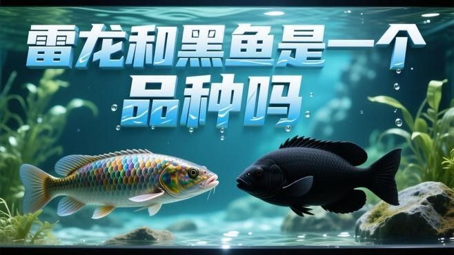 如何區分雷龍魚和烏魚（雷龍魚與烏魚的區別）