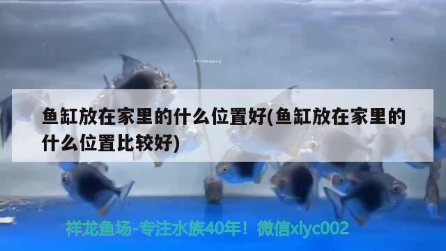 魚缸放在家里的什么位置好(魚缸放在家里的什么位置比較好)（金魚缸擺放風(fēng)水位置好，居家金魚缸放哪里好，）