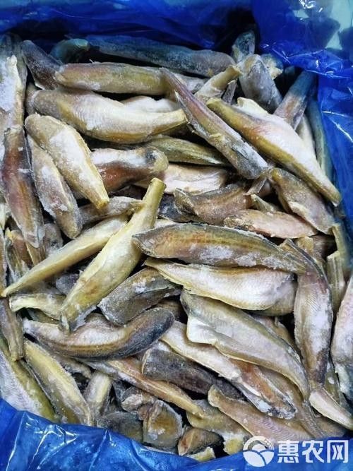 東海小龍魚的市場價格是多少（東海小龍魚市場價格波動較大東海小龍魚價格波動較大） 東海小龍魚的市場價格是多少（東海小龍魚市場價格波動較大東海小龍魚價格波動較大） 龍魚百科 第2張