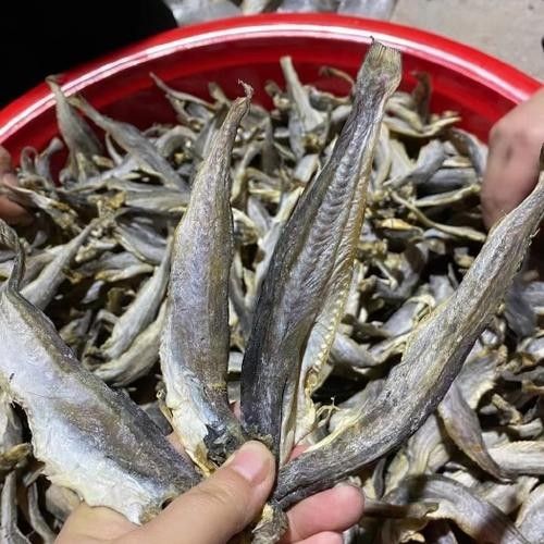 東海小龍魚的市場價格是多少（東海小龍魚市場價格波動較大東海小龍魚價格波動較大） 東海小龍魚的市場價格是多少（東海小龍魚市場價格波動較大東海小龍魚價格波動較大） 龍魚百科 第1張
