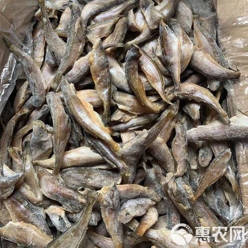 東海小龍魚的市場價格是多少（東海小龍魚市場價格波動較大東海小龍魚價格波動較大） 東海小龍魚的市場價格是多少（東海小龍魚市場價格波動較大東海小龍魚價格波動較大） 龍魚百科 第6張