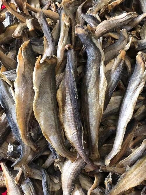 東海小龍魚的市場價格是多少（東海小龍魚市場價格波動較大東海小龍魚價格波動較大） 東海小龍魚的市場價格是多少（東海小龍魚市場價格波動較大東海小龍魚價格波動較大） 龍魚百科 第3張