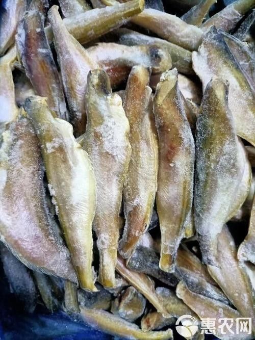 東海小龍魚的市場價格是多少（東海小龍魚市場價格波動較大東海小龍魚價格波動較大） 東海小龍魚的市場價格是多少（東海小龍魚市場價格波動較大東海小龍魚價格波動較大） 龍魚百科 第5張