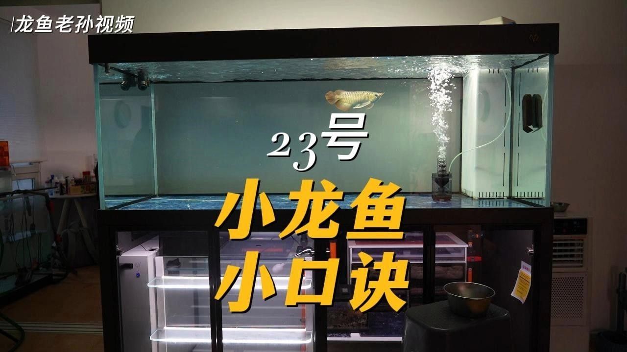 東海小龍魚的市場價格是多少（東海小龍魚市場價格波動較大東海小龍魚價格波動較大） 東海小龍魚的市場價格是多少（東海小龍魚市場價格波動較大東海小龍魚價格波動較大） 龍魚百科 第8張