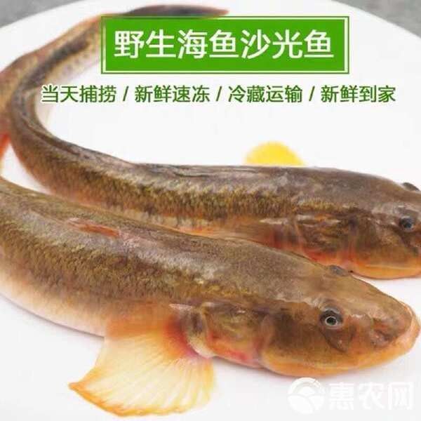 東海小龍魚的市場價格是多少（東海小龍魚市場價格波動較大東海小龍魚價格波動較大） 東海小龍魚的市場價格是多少（東海小龍魚市場價格波動較大東海小龍魚價格波動較大） 龍魚百科 第11張