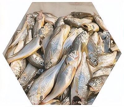 東海小龍魚的市場價格是多少（東海小龍魚市場價格波動較大東海小龍魚價格波動較大） 東海小龍魚的市場價格是多少（東海小龍魚市場價格波動較大東海小龍魚價格波動較大） 龍魚百科 第14張