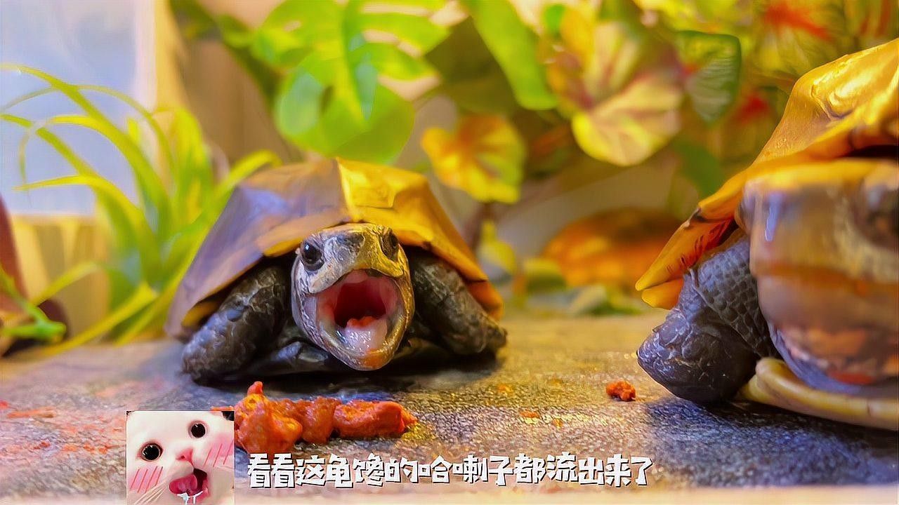 能再推薦幾款發色飼料嗎？（發色飼料推薦）
