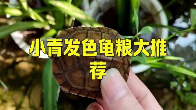 能再推薦幾款發色飼料嗎？（發色飼料推薦）