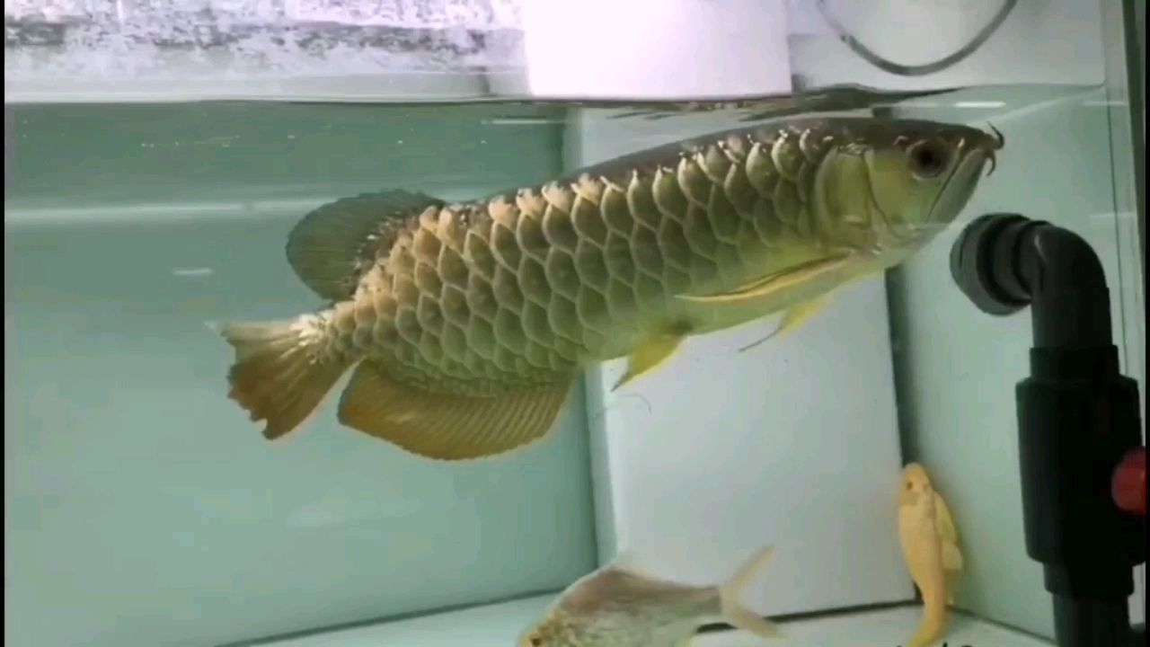 毫州觀賞魚市場挑戰把廢柴養到王者（有沒有人挑戰把廢柴養到王者）