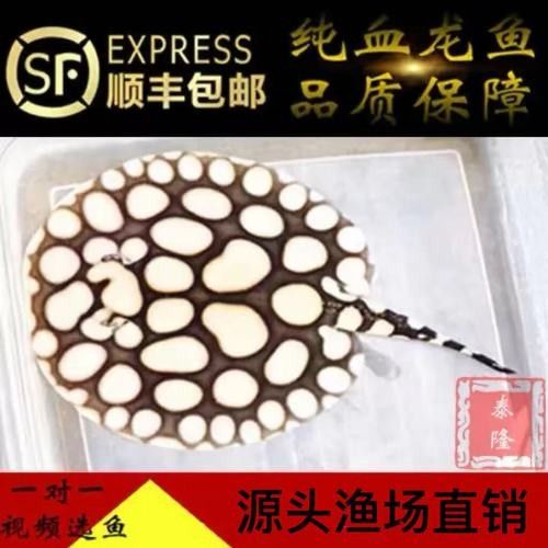 哪種皇冠魚與龍魚混養最佳（哪種皇冠魚與龍魚混養最佳，）