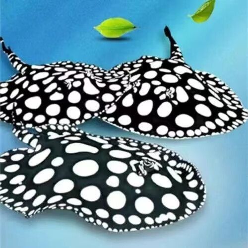 哪種皇冠魚與龍魚混養最佳（哪種皇冠魚與龍魚混養最佳，）