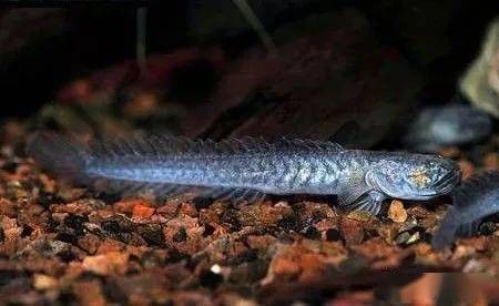 南美鰭龍魚適合新手養嗎（南美鰭龍魚怎么養？） 南美鰭龍魚適合新手養嗎（南美鰭龍魚怎么養？） 龍魚百科 第1張