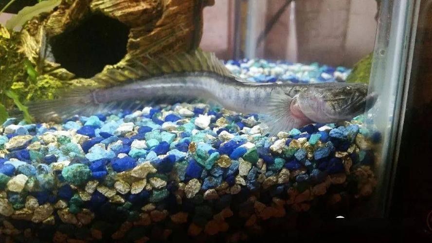 南美鰭龍魚適合新手養嗎（南美鰭龍魚怎么養？） 南美鰭龍魚適合新手養嗎（南美鰭龍魚怎么養？） 龍魚百科 第3張