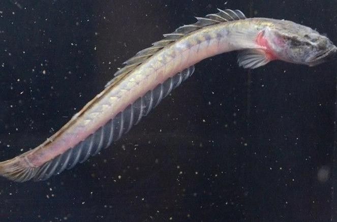 南美鰭龍魚適合新手養嗎（南美鰭龍魚怎么養？） 南美鰭龍魚適合新手養嗎（南美鰭龍魚怎么養？） 龍魚百科 第5張