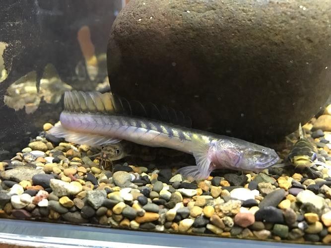 南美鰭龍魚適合新手養嗎（南美鰭龍魚怎么養？） 南美鰭龍魚適合新手養嗎（南美鰭龍魚怎么養？） 龍魚百科 第4張
