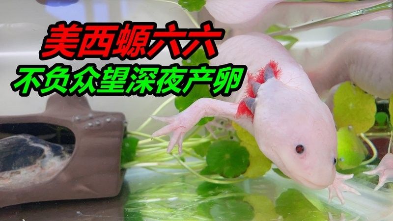 六角恐龍魚繁殖過程是怎樣的？（六角恐龍魚的繁殖過程） 六角恐龍魚繁殖過程是怎樣的？（六角恐龍魚的繁殖過程） 龍魚百科 第3張