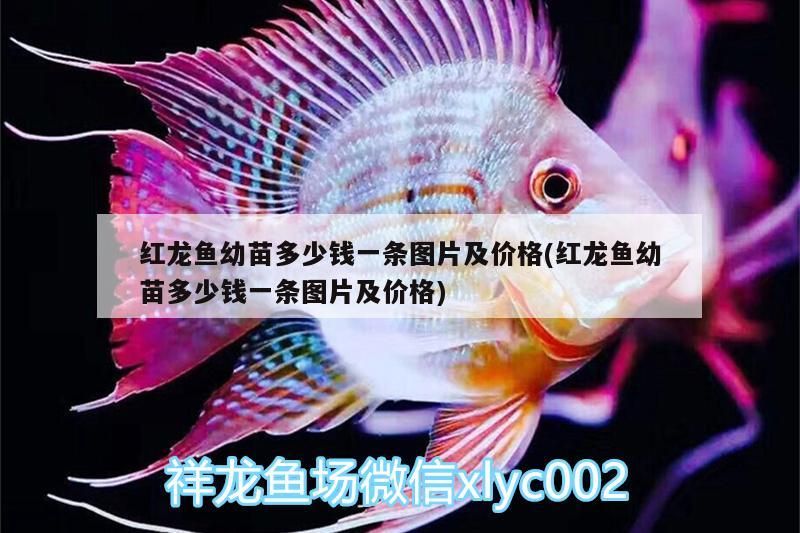 眉山哪里有賣魚缸的店（ 眉山哪里有賣魚缸的店鋪）（<strong><mark>四川</mark></strong>眉山市魚缸店鋪推薦，迪順魚缸店鋪的簡要介紹）