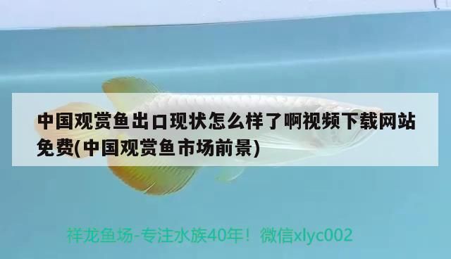 中國觀賞魚出口現狀怎么樣了啊視頻下載網站免費(中國觀賞魚市場前景)
